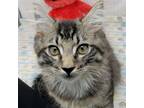 Adopt Mini Winnie a Gray, Blue or Silver Tabby Domestic Longhair / Mixed (long