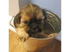 Shih Tzu Puppy for sale in Wytheville, VA, USA