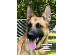 Adopt Good Hope a German Shepherd Dog / Mixed Breed (Medium) / Mixed dog in