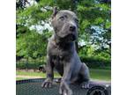 Cane Corso Puppy for sale in Fort Worth, TX, USA