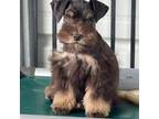 Schnauzer (Miniature) Puppy for sale in Strunk, KY, USA