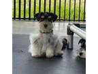 Schnauzer (Miniature) Puppy for sale in Strunk, KY, USA