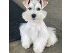 Schnauzer (Miniature) Puppy for sale in Strunk, KY, USA
