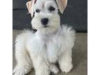 Schnauzer (Miniature) Puppy for sale in Strunk, KY, USA