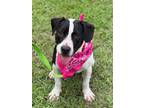 Adopt Veronica a Labrador Retriever / Mixed dog in Darlington, SC (38774709)