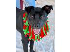 Adopt Shiloh a Labrador Retriever / Mixed dog in Darlington, SC (38774706)