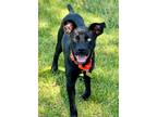 Adopt Sammy a Labrador Retriever / Mixed dog in Darlington, SC (38774705)