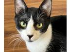 Adopt Morgan a Tuxedo