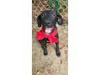 Adopt Kendra a Labrador Retriever / Mixed dog in Darlington, SC (38774673)