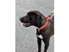 Adopt Gumbo a Labrador Retriever / Mixed dog in Darlington, SC (38774662)