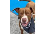 Adopt Tyson a American Staffordshire Terrier / Mixed dog in Darlington