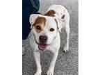 Adopt Kendal a American Staffordshire Terrier / Mixed dog in Darlington
