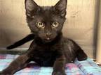 Adopt NATHAN a All Black Domestic Mediumhair / Mixed (medium coat) cat in