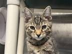 Adopt NESTER a Brown or Chocolate Domestic Mediumhair / Mixed (medium coat) cat