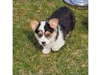 Pembroke Welsh Corgi Puppy for sale in Rensselaer, IN, USA