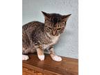 Adopt Nutmeg a Gray, Blue or Silver Tabby Domestic Shorthair (short coat) cat in
