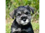 Schnauzer (Miniature) Puppy for sale in Elkland, MO, USA