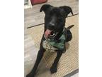 Adopt Lucky - $135 (Adoption Sponsored) a Black Border Collie / Labrador