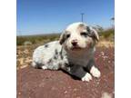 Cardigan Welsh Corgi Puppy for sale in Los Angeles, CA, USA