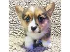 Pembroke Welsh Corgi Puppy for sale in Pittsburgh, PA, USA