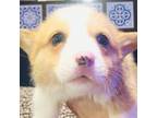 Pembroke Welsh Corgi Puppy for sale in Port Orange, FL, USA
