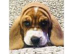 Basset Hound Puppy for sale in Pittsburgh, PA, USA