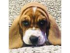 Basset Hound Puppy for sale in Sardinia, OH, USA