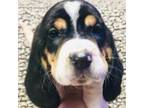 Basset Hound Puppy for sale in Sardinia, OH, USA