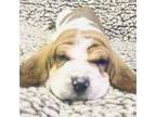 Basset Hound Puppy for sale in Port Orange, FL, USA