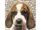 Basset Hound Puppy for sale in Sardinia, OH, USA