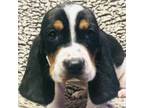 Basset Hound Puppy for sale in Sardinia, OH, USA