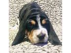 Basset Hound Puppy for sale in Pittsburgh, PA, USA