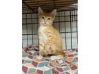 Adopt Sherbet a Domestic Shorthair / Mixed (short coat) cat in Darlington