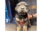 Boerboel Puppy for sale in Kendall, NY, USA