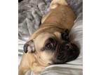 Adopt Penelope Locale a Tan/Yellow/Fawn - with Black Pug / Puggle / Mixed dog in