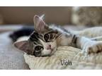 Adopt Viola a Gray, Blue or Silver Tabby Domestic Mediumhair (medium coat) cat