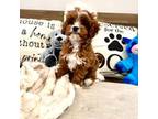 Cavapoo Puppy for sale in South Orange, NJ, USA