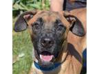 Adopt Ace a Red/Golden/Orange/Chestnut - with Black Boxer / Redbone Coonhound /