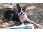 Adopt Chip a Black - with White Border Collie / Mixed dog in Paso Robles