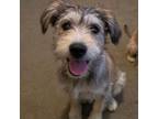 Adopt Victor a Terrier