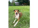 Adopt Kelly a Australian Shepherd / Mixed dog in WAYNESVILLE, GA (38820823)
