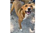 Adopt Keyes a Australian Shepherd / Mixed dog in WAYNESVILLE, GA (38820822)