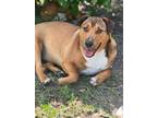 Adopt Halo a Australian Shepherd / Mixed dog in WAYNESVILLE, GA (38820818)