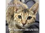 Adopt Rosemary a Brown Tabby Domestic Shorthair / Mixed (short coat) cat in
