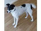 Adopt Iris a Black - with White Terrier (Unknown Type, Medium) / Border Collie /