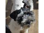 Schnauzer (Miniature) Puppy for sale in Argos, IN, USA