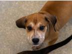 Adopt Lavender a Shepherd (Unknown Type) / Mixed dog in Houston, TX (38893992)