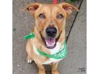 Adopt Dieter a Tan/Yellow/Fawn - with White Labrador Retriever / Mixed dog in