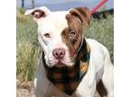 Adopt Petey* a American Pit Bull Terrier / Mixed dog in Pomona, CA (38699081)