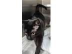 Adopt Shamir a All Black Domestic Shorthair / Mixed (short coat) cat in